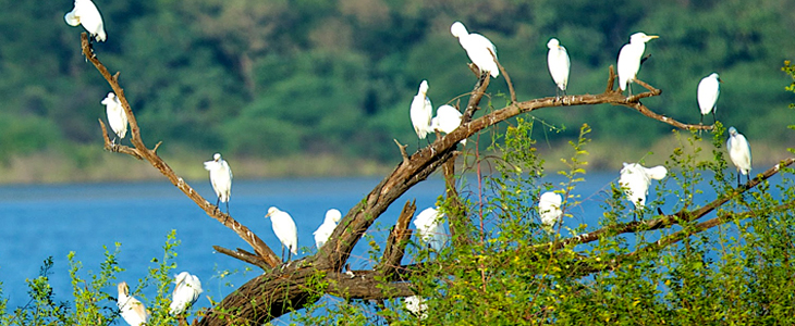 Best Gir Bird Watching Tour Package - Gir National Park